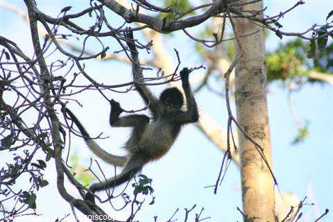 Spider monkey hanging among dry branches, gripping with long tail