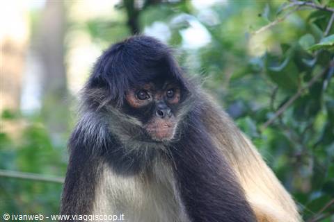 Spider monkey with dark fur among sunlit green leaves