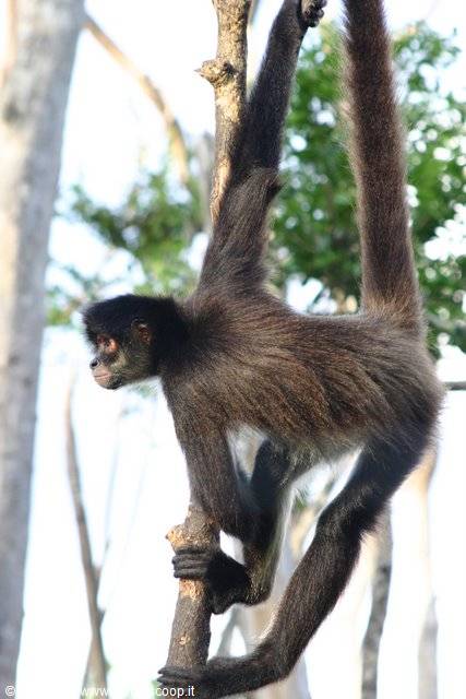Dark-furred spider monkey clinging to a trunk among trees
