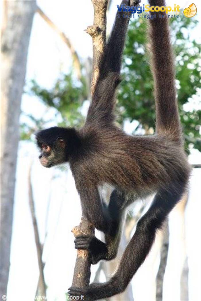 Dark-furred spider monkey clinging to a trunk among trees