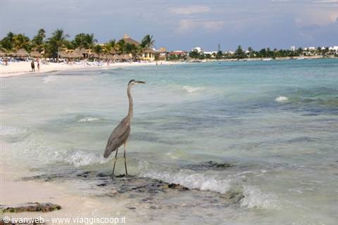 Gray heron standing in shallow waves, beach with palm trees and thatched umbrellas