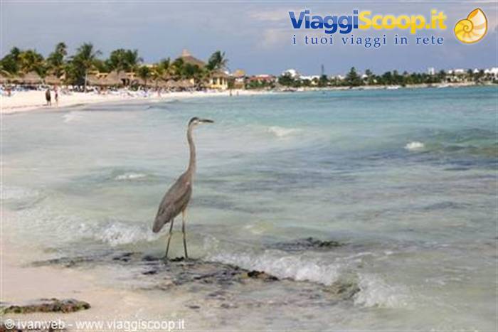 Gray heron standing in shallow waves, beach with palm trees and thatched umbrellas