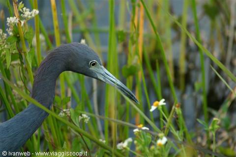 Everglades - Blue heron