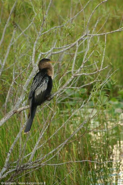 Everglades 