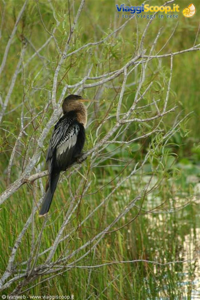 Everglades