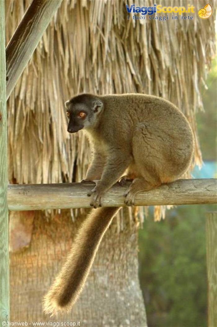 Caribbean Gardens & Zoo