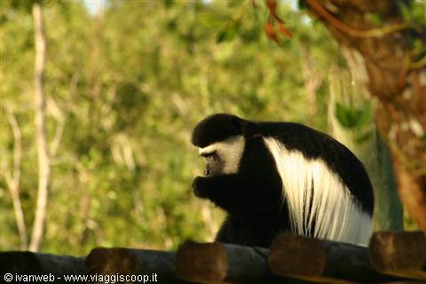 Caribbean Gardens & Zoo