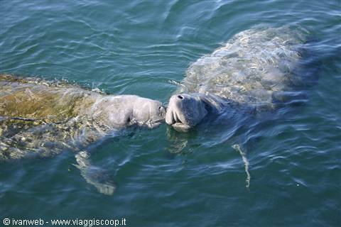 Crystal River - Manatee snorkel