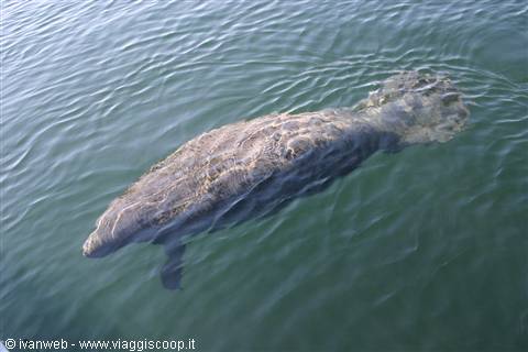 Crystal River - Manatee snorkel
