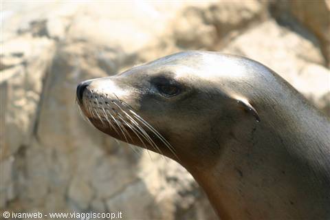 Sea World Orlando