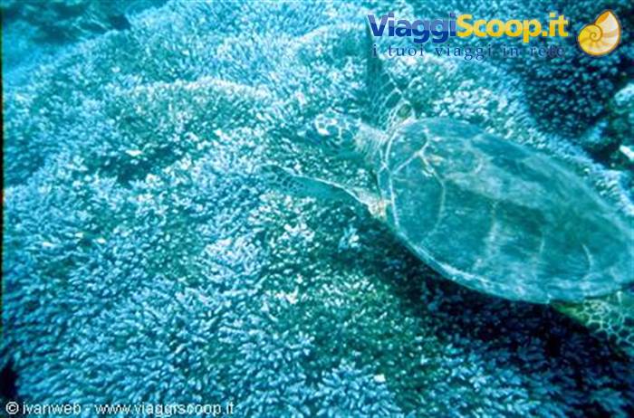 Turtle