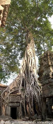 Ta Prohm  Wat