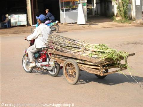 sugarcane