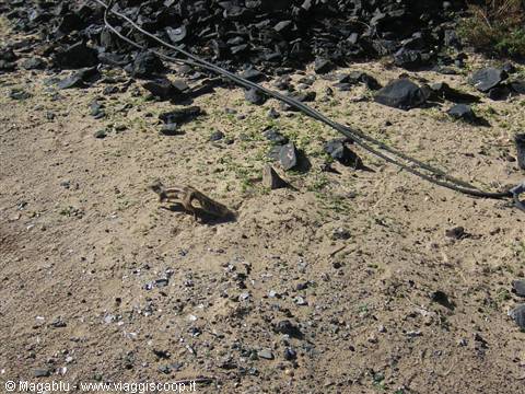 Squirrels on the beach of Jandia
