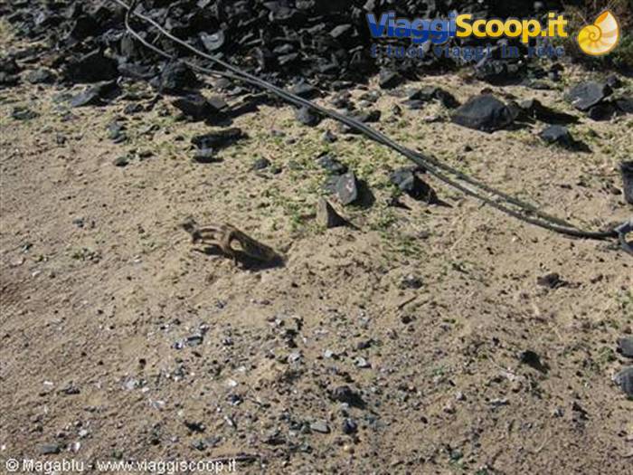 Squirrels on the beach of Jandia