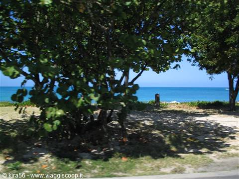 Shaded trees on sand in front of turquoise sea