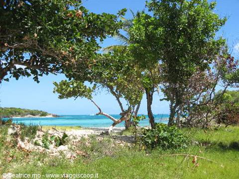 Tropical beach with white sand, green trees and turquoise sea under the sun