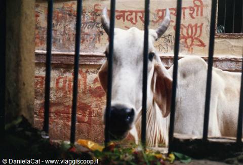Varanasi-inside a little temple