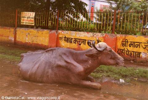 The poor cow also half dead from hunger