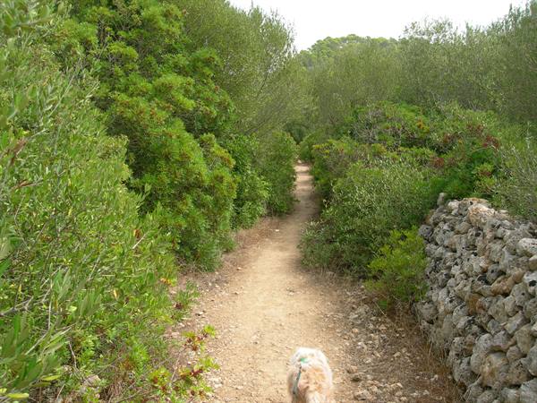 WALKING THE TRAILS