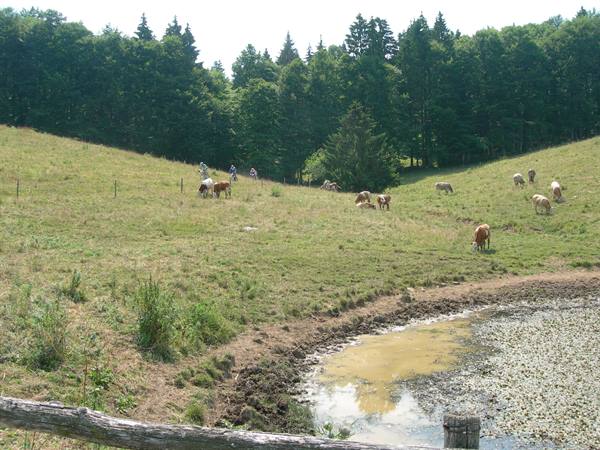 Cows grazing on a green meadow with pond and fir trees