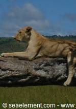 Lioness resting on a fallen tree trunk, savanna and blue sky