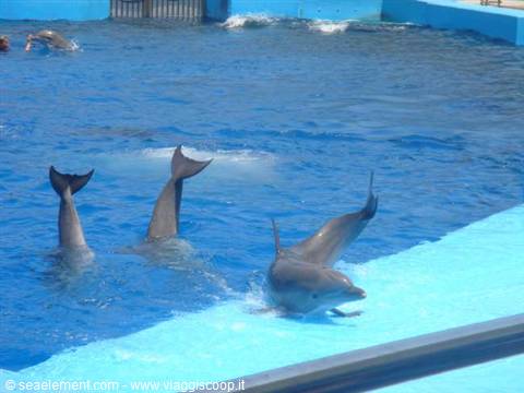 the DOLPHINS !!!