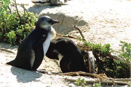 Great Penguin