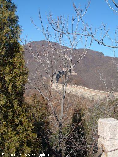 Bare branches and pines in front of the Great Wall among mountains