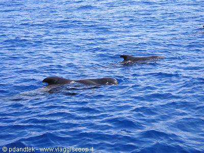 Two pilot whales surface in the deep blue ocean, dorsal fins cutting the water
