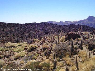 Columnar cacti among black lava rocks under blue sky, Teide