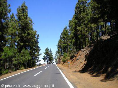 Asphalt road lined with tall pines and volcanic rocks, Teide