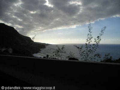 Wild plants backlit along the rocky coast, cloudy sky above the sea
