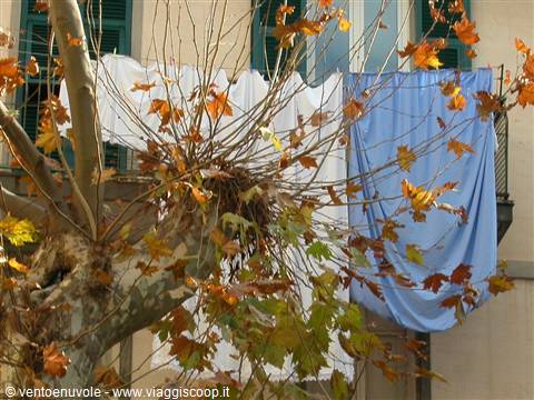 Laundry hanging among autumn tree branches in front of an ochre facade with green shutters