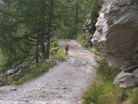 Chamois standing on rocky trail between firs and boulders