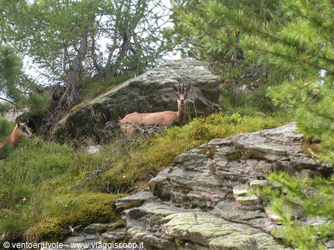 Chamois among boulders and green firs, daylight