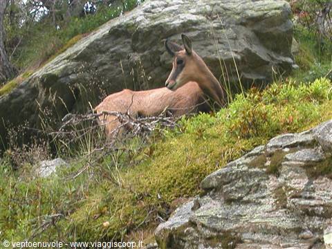Chamois resting on moss among rocks in a mountain forest