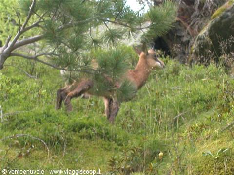 chamois hiding between a pine tree and green grass