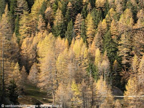 Golden larches and green firs on an autumn mountain slope