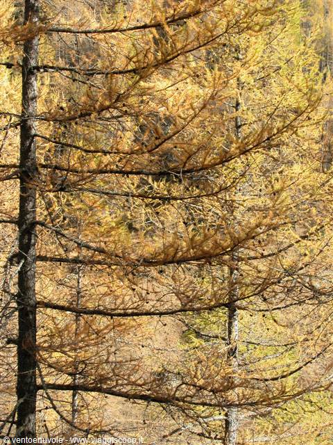 Golden larch branches in autumn forest