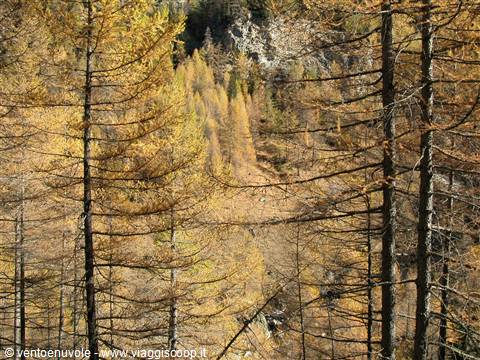 Golden autumn larches on a mountain forest slope