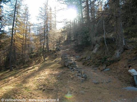 Stone path among autumn larches, low sun in the alpine forest