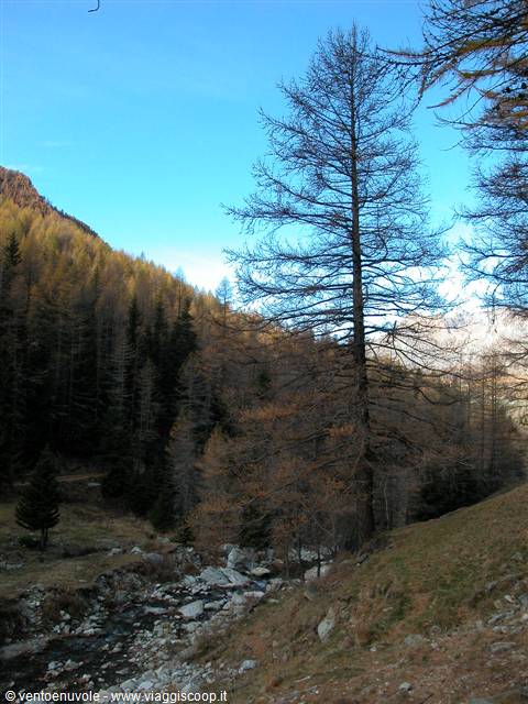 Autumn larches above a rocky stream in alpine woodland