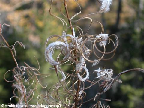 Twisted dry willowherb stems with white seed fluff, blurred forest background