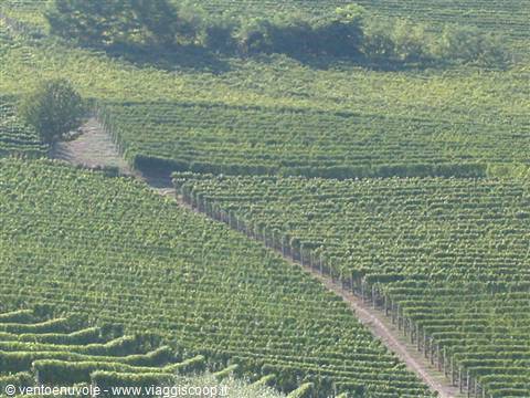 Rows of grapevines on green hills, dirt path between the vines