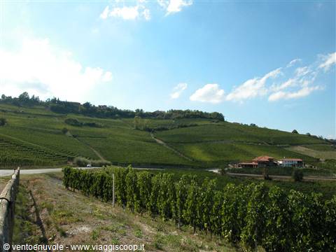 Rows of green vines on rolling hills, red farmhouse under blue sky