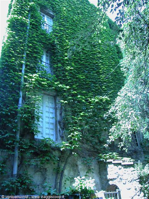 Stone facade covered in green ivy with white shuttered windows