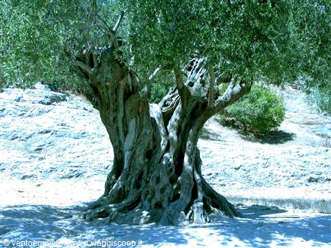 Ancient gnarled olive tree on rocky sandy ground