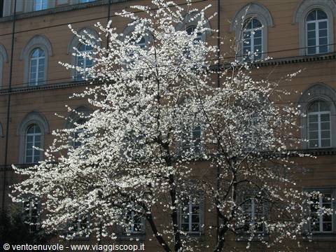 White blossoming tree in front of a building with arched windows