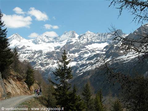 Hikers on a gravel road among firs, snowy alpine peaks and blue sky